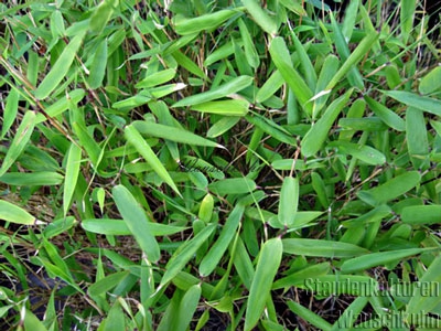 Pleioblastus chino 'Pumilus' - Buschbambus