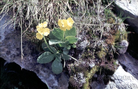 Primula auricula - Alpenaurikel