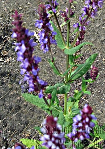 Salvia nemerosa 'Wesuwe' - Salbei