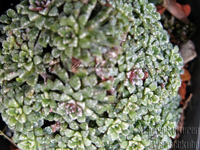 Saxifraga cochlearis 'Pseudovaldensis' - Steinbrech