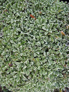 Saxifraga paniculata ssp. Sturmiana