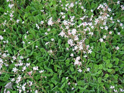 Saxifraga rotundifolia - Steinbrech