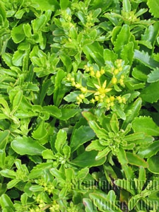 Sedum hybridum 'Immergrünchen' - Pack - Fetthenne