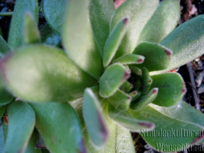Sempervivum grandiflorum 'Monte Rosa' - Hauswurz