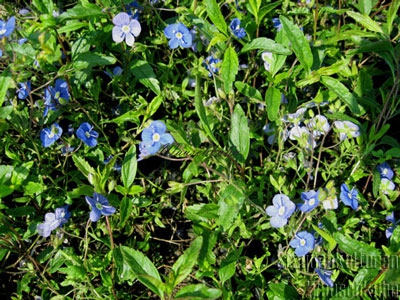 Veronica pedunculata 'Georgia Blue' - Ehrenpreis