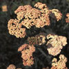 Achillea millefolium 'Terracotta' - 11er -Schafgarbe