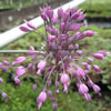 Allium carinatum ssp. pulchellum - Blumenlauch