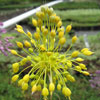 Allium flavum - Blumenlauch