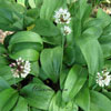 Allium ursinum - Bärlauch