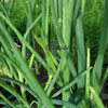 Allium viviparum - Etagenzwiebel