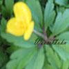 Anemone ranunculoides - gelbes Buschwindröschen