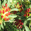 Anthyllis vulneraria ssp.carminea - Wundklee