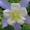 Aquilegia caerulea 'Blue Star' - Langspornakelei