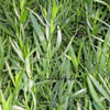 Artemisia dracunculus - 1l - französischer Estragon