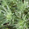 Artemisia schmidtiana 'Nana' - Beifuß