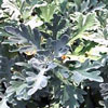 Artemisia stelleriana - Beifuß