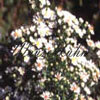 Aster novae- angliae 'Herbstschnee' -1- Rauhblattaster