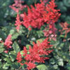 Astilbe japonica 'Red Sentinel' - Prachtspiere
