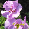 Aubrieta cultorum 'Double Stock-flowered Pink' - Blaukissen