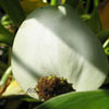 Calla palustris - Sumpfcalla