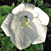 Campanula carpatica 'Weisse Clips' - Karpatenglockenblume