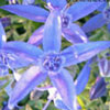 Campanula garganica 'Blue Diamond' - Glockenblume