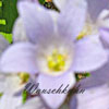 Campanula lactiflora - Glockenblume