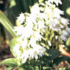 Campanula latifolia var macrantha 'Alba'-Breitbl. Waldglockenb.