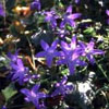Campanula portenschlagiana 'Birch' - Glockenblume