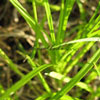 Carex digitata - Fingersegge
