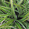 Carex foliosissima 'Icedance' - Segge
