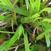 Carex montana - Bergsegge