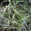 Carex muskingumensis 'Oehme' - Palmwedelsegge