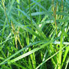 Carex muskingumensis - Palmwedelsegge