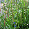 Carex pendula - 1l - Riesensegge
