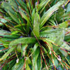 Carex plantaginea - Immergrne Breitblattsegge
