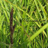 Carex riparia - Segge