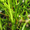Carex sylvatica - Waldsegge