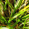 Carex umbrosa - Schattensegge