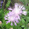 Centaurea bella - Flockenblume