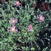 Centaurea simplicicaulis - Flockenblume