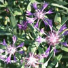 Centaurea triumphetti ssp.stricta- Flockenblume