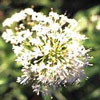 Centranthus ruber 'Albus' - Spornblume