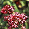Centranthus ruber 'Coccineus' - Spornblume