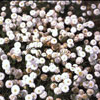 Chamaemelum nobile 'Plenum' - Rmische Kamille