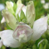 Chelone obliqua 'Alba' - Schlangenkopf, Schildblume
