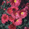 Chrysanthemum x hortorum 'Felbacher Wein'- 1l - Winteraster