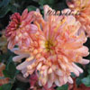 Chrysanthemum x hortorum 'Herbstbrokat'- 1l - Winteraster