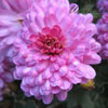 Chrysanthemum x hortorum 'Herbstleuchten' - 1l - Winteraster