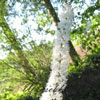 Cimicifuga racemosa var cordifolia - 11er - Silberkerze